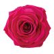 Amorosa Premium Donker Rose