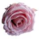 Amorosa Premium Pastel Rose