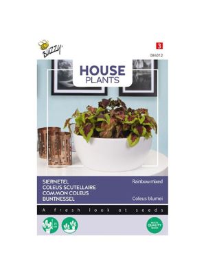 Buzzy House Plants Coleus, Siernetel Rainbow mix