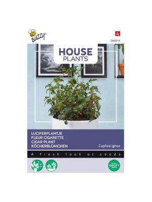 Buzzy House Plants Cuphea, Luciferplantje