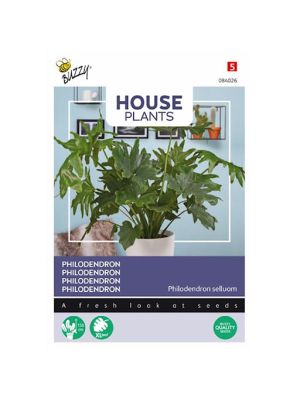 Buzzy House Plants Philodendron Selluom